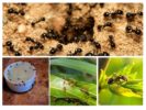 Especies de hormigas