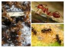 Especies de hormigas