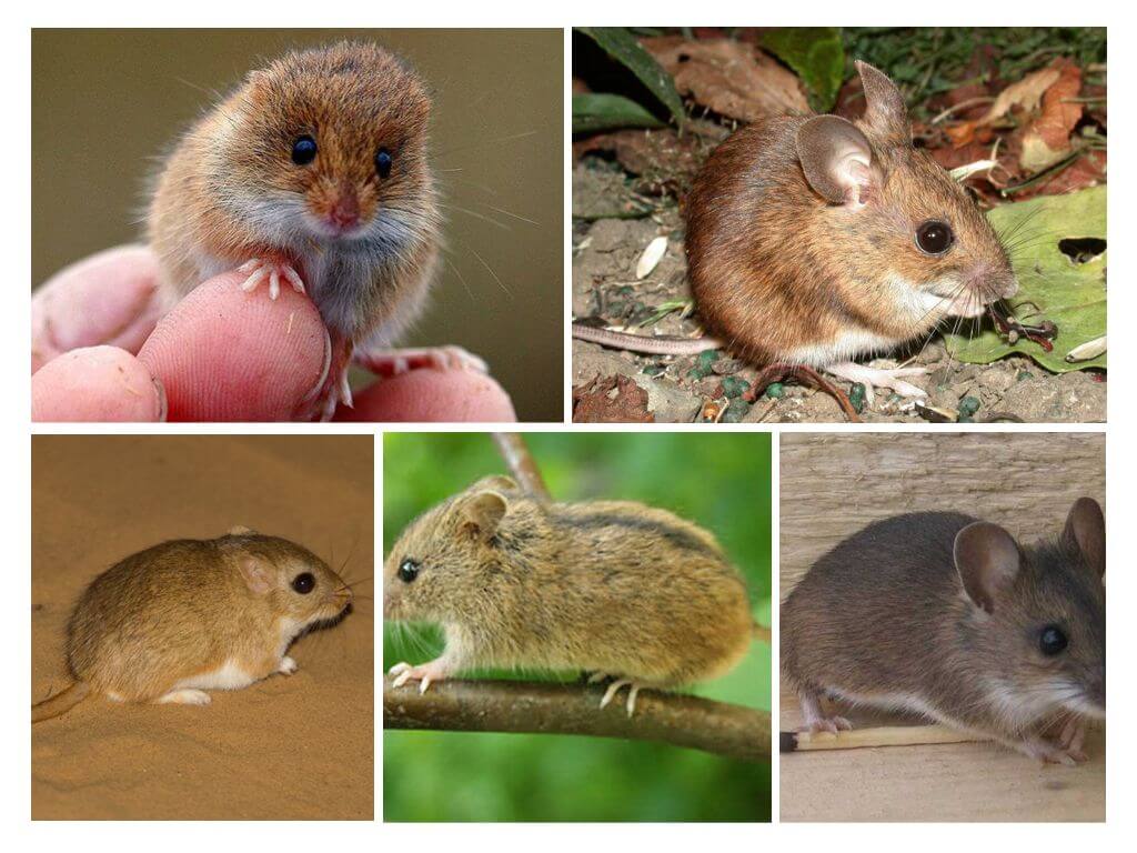 סוגים וזנים של עכברים