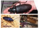 Especies de escarabajos