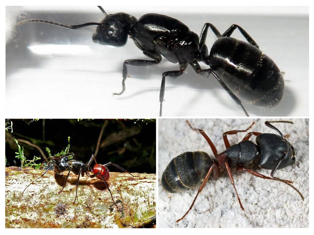 Didžiausios skruzdėlės pasaulyje