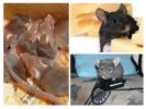 Schade door muizen