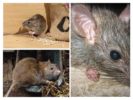 Mapanganib mula sa mga rodents