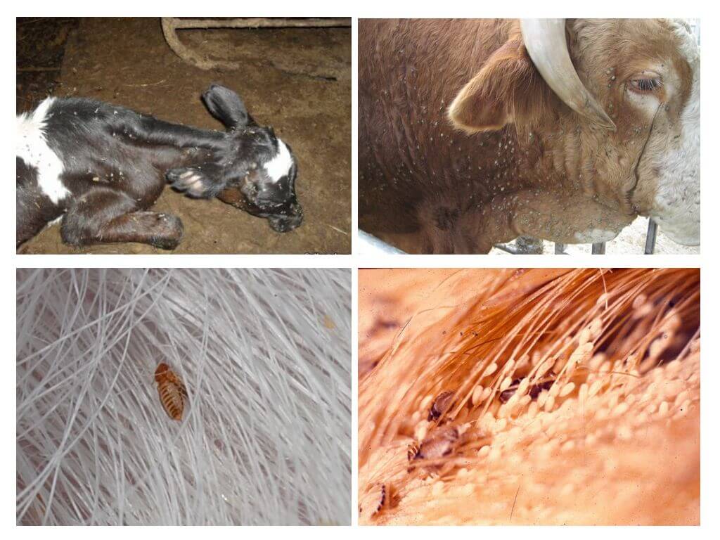 Θεραπεία των ψειρών σε αγελάδες και μοσχάρια