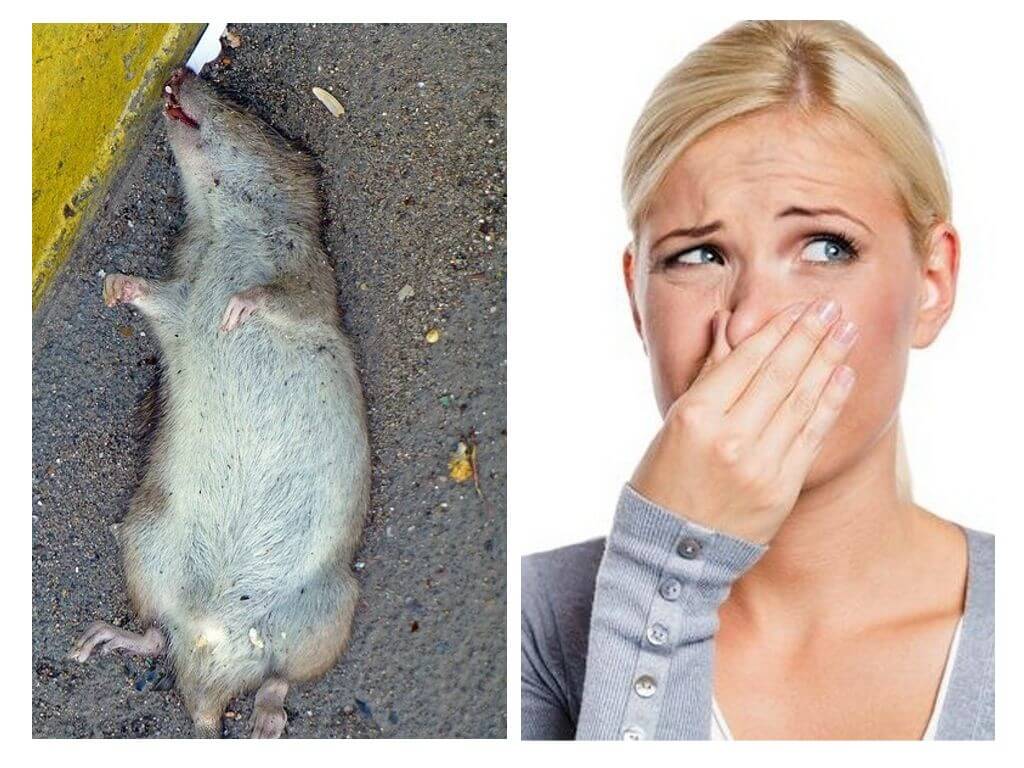 Com desfer-se de l’olor d’una rata morta al terra