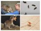 Wie Ratten Menschen infizieren