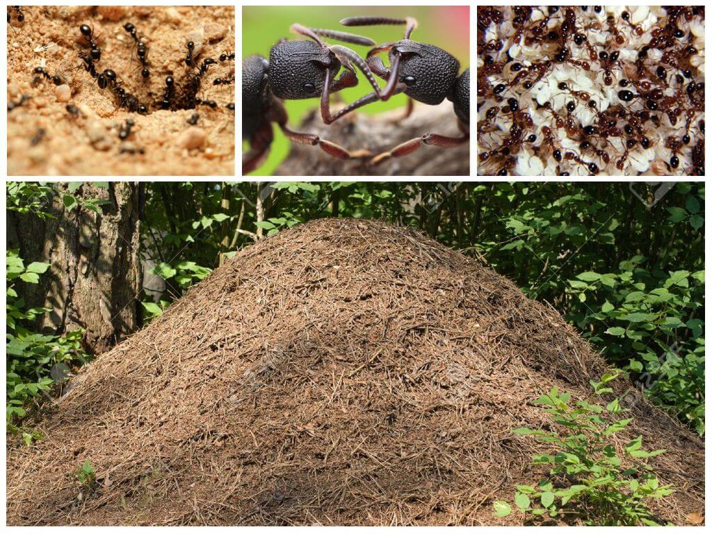 Ang buhay ng mga ants sa isang anthill