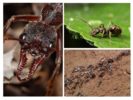 Vida de formiga