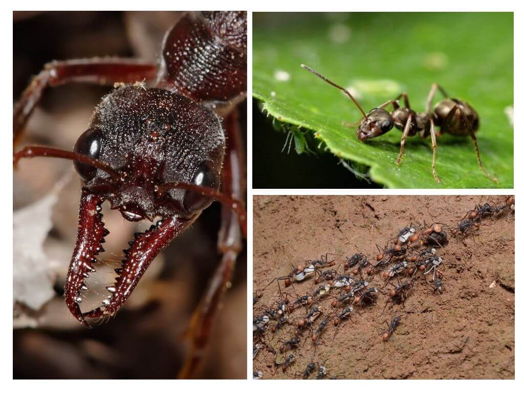 Όλα για τα μυρμήγκια