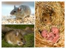 אורח חיים של עכברים
