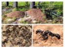 Животът на мравуняците