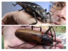 Escarabajo mas grande