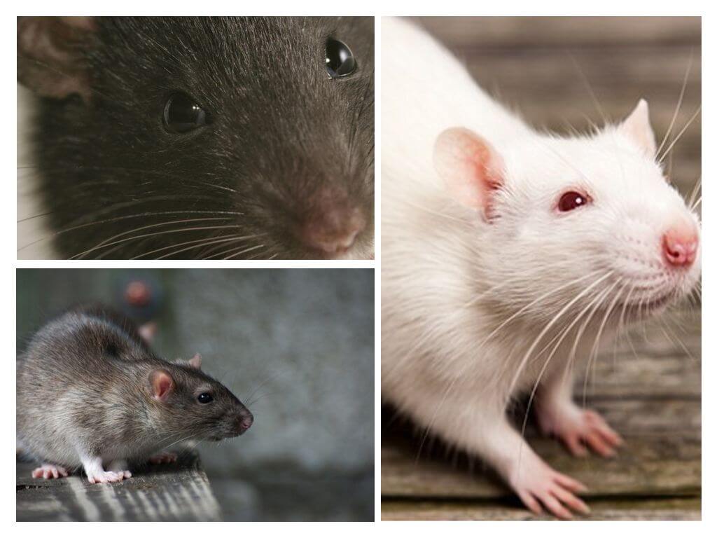 Visão em ratos