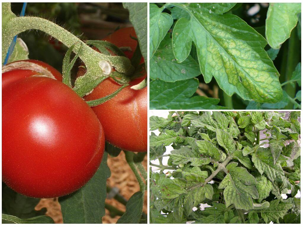 Плените по доматите - как да се преработват и как да се борят