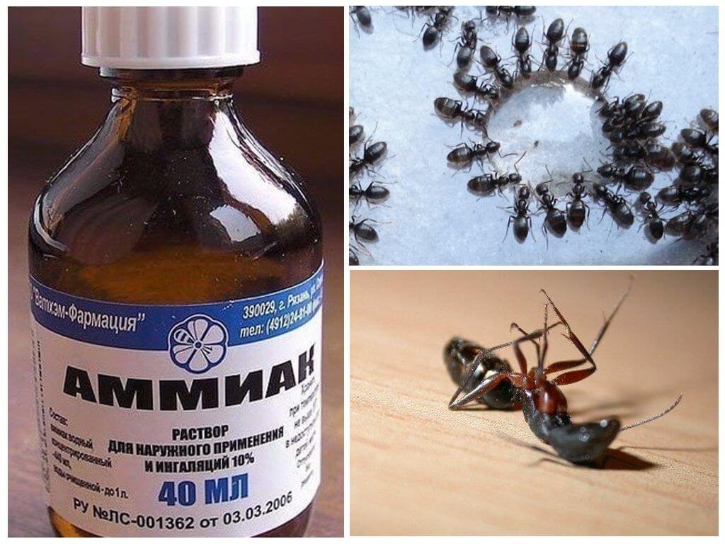 Vloeibare ammoniak van mieren en bladluizen