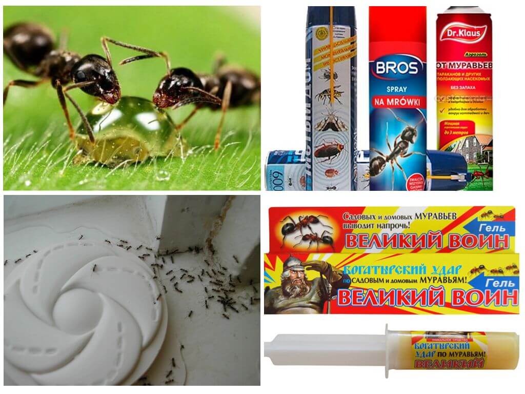 Wie man Ameisen und Ameisenhaufen zerstört