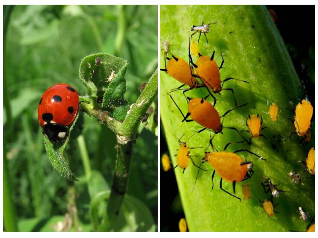Ladybug και αφίδες