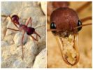 Buldogas skruzdėlės