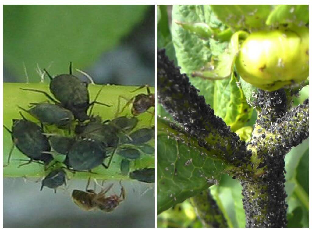 Hvordan takle svarte bladlus på tomater og agurker