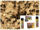 Magsuklay mula sa mga ants