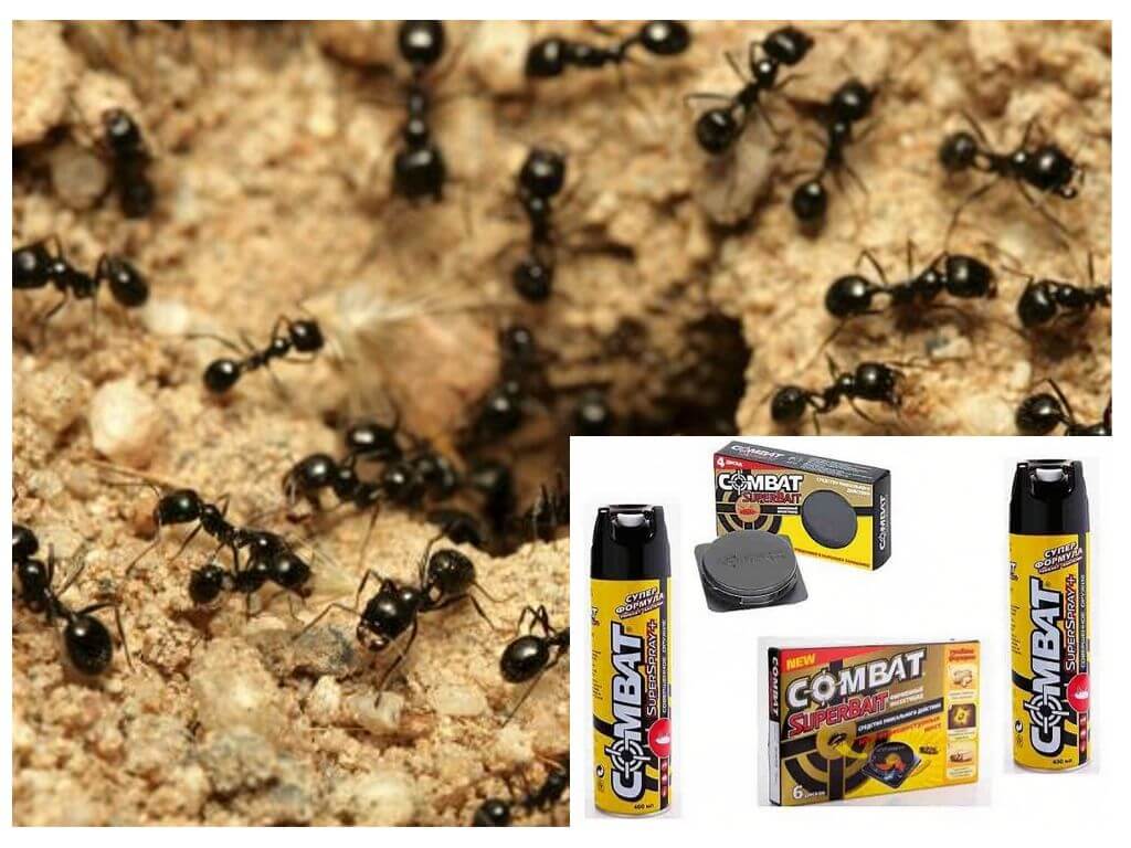 Remedios de combate para hormigas