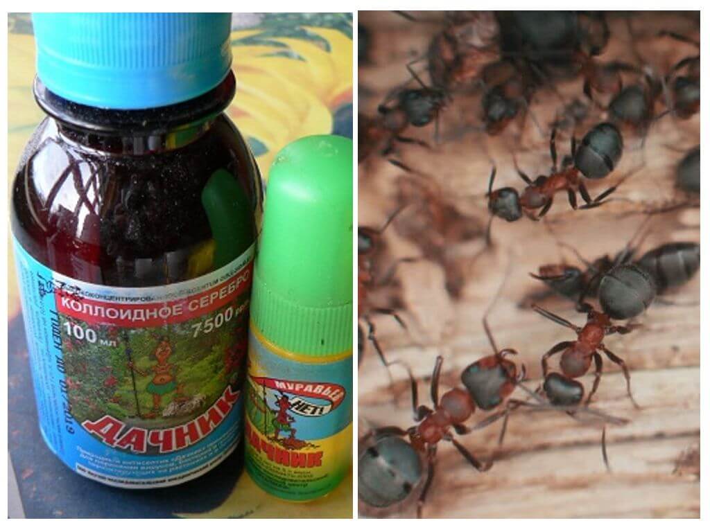 Nangangahulugan na residente ng tag-init mula sa mga ants