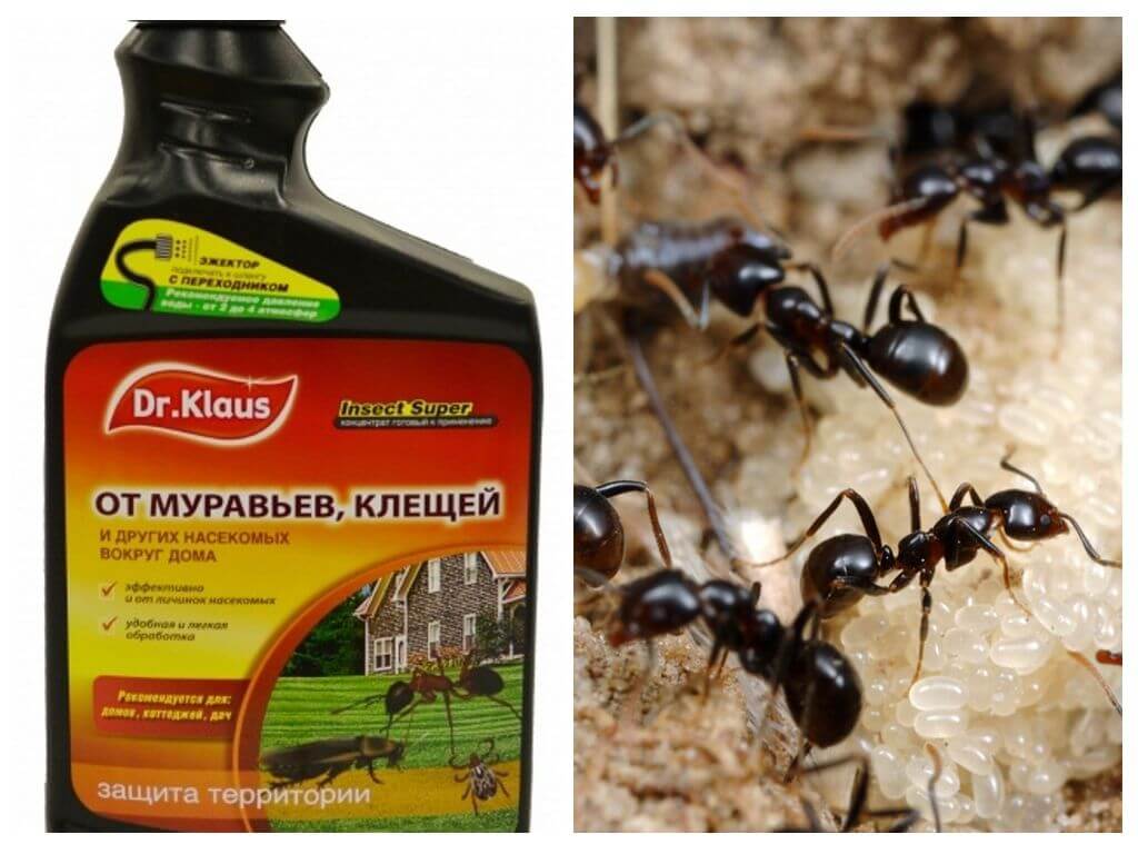 Dr. Klaus de hormigas y garrapatas