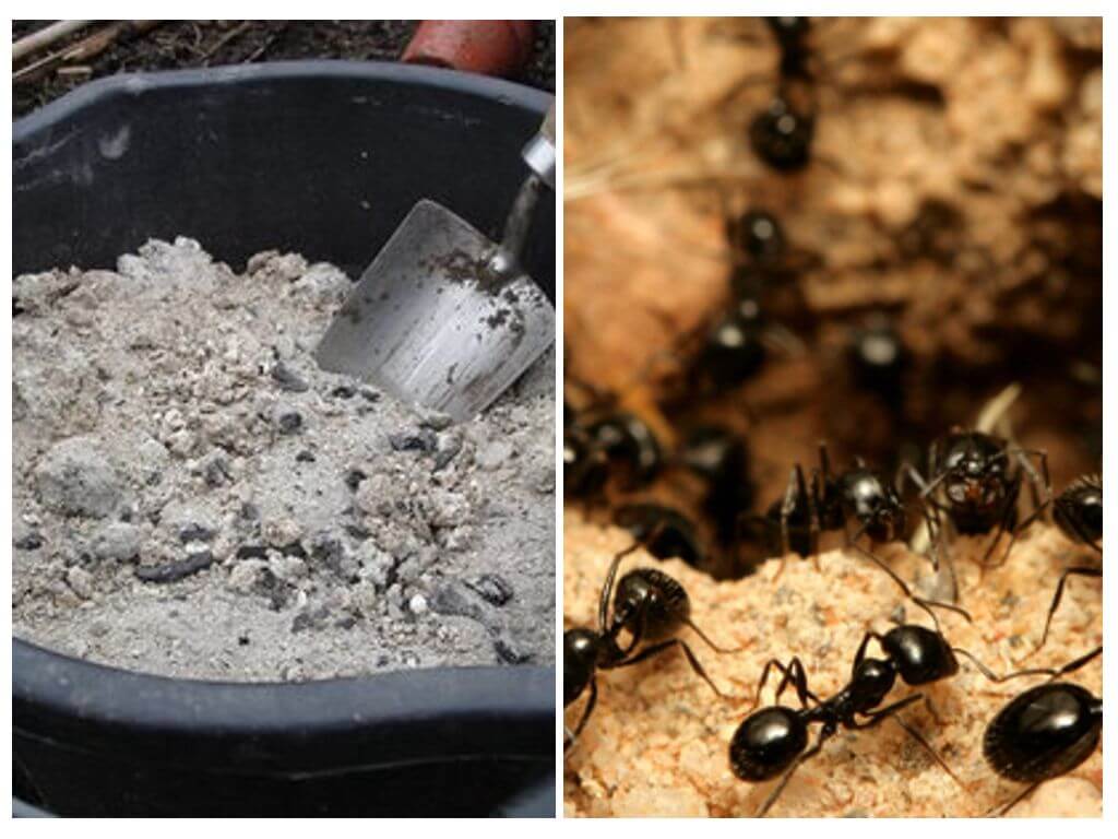 Ceniza de hormigas en el área