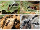 Houthakker mieren
