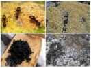 Ang mga katutubong recipe mula sa mga ants