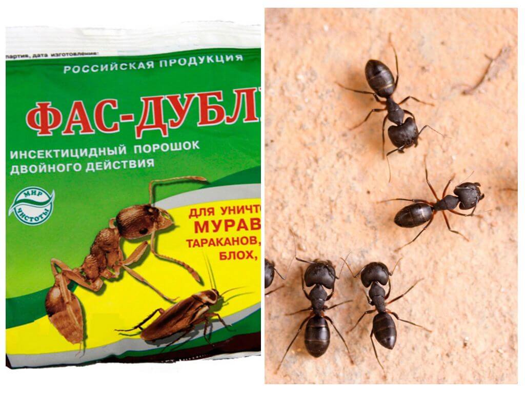 Fas-Double lekarstwo dla mrówek