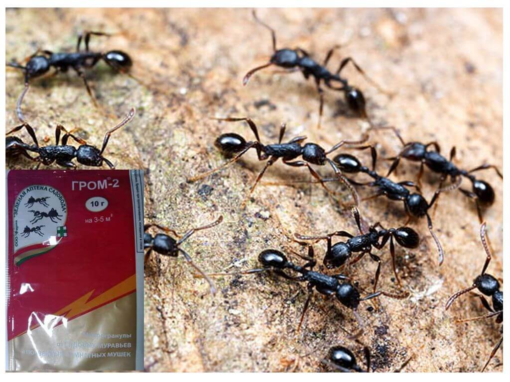 Thunder 2 θεραπεία για τα μυρμήγκια