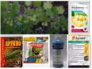 Mga Insecticides ng Aphid