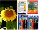 Pesticide din afide pe floarea soarelui
