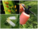 Lääkkeen vaikutus kirvoja ja perhosia vastaan