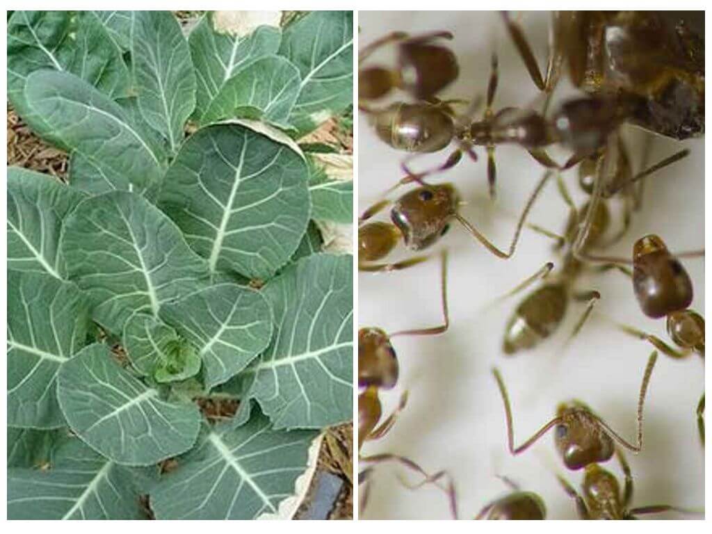 Πώς να σώσει το λάχανο από τα μυρμήγκια