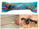 El lápiz de Masha para combatir hormigas