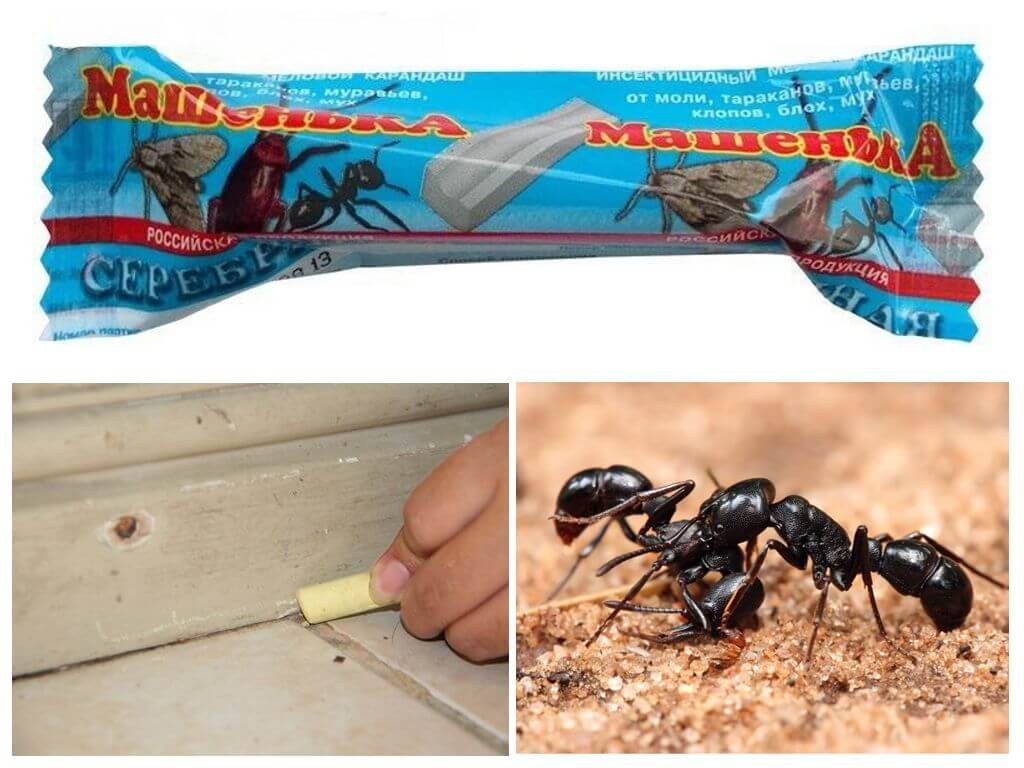 El lápiz de Masha de hormigas