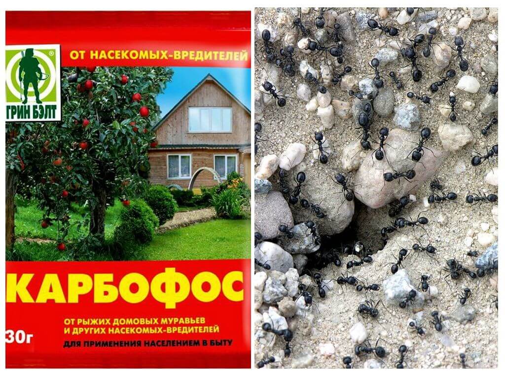 Karbofos de formigas no jardim
