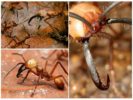 Mga Nomad - Ants