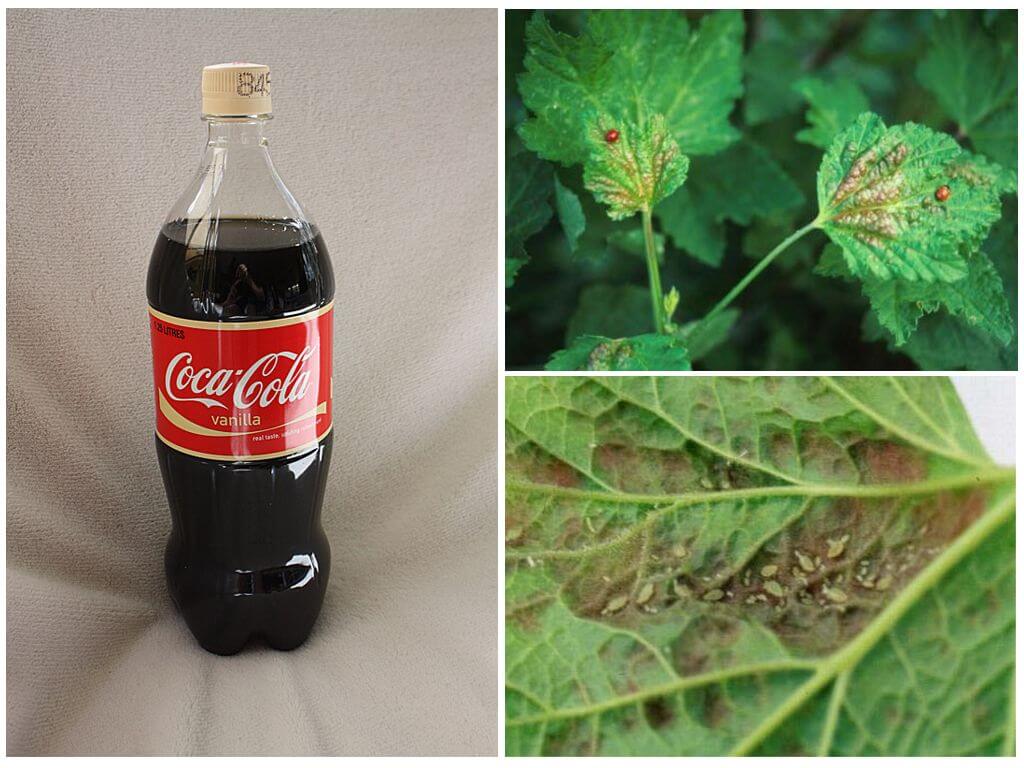 Coca-Cola mula sa aphids