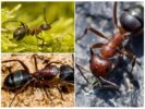 Formigas da floresta vermelha