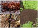 Formigueiro e formigas