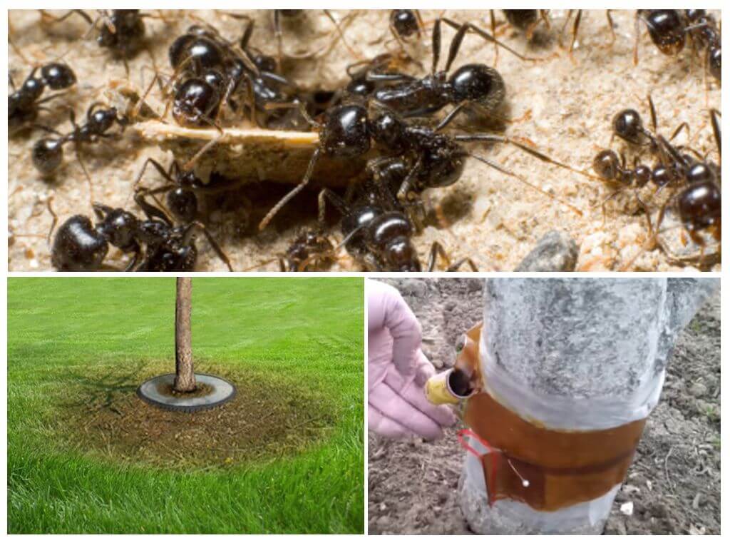 Trampas de bricolaje para hormigas en los árboles