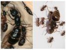 Utero delle formiche