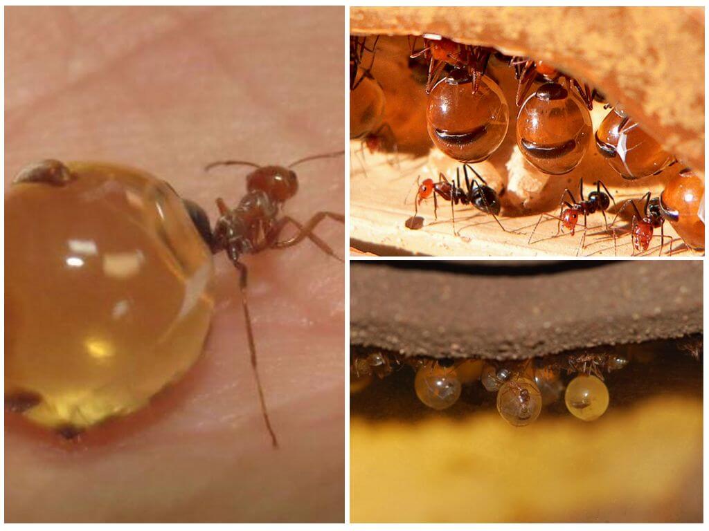 Hormigas de miel