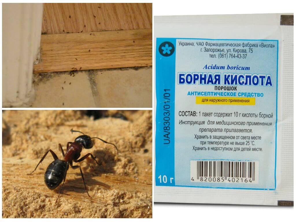 Как да измъкнете мравки от дървена къща