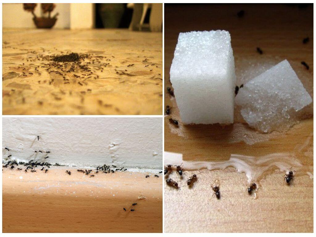 Evde bir daireden karıncalar nasıl çıkarılır