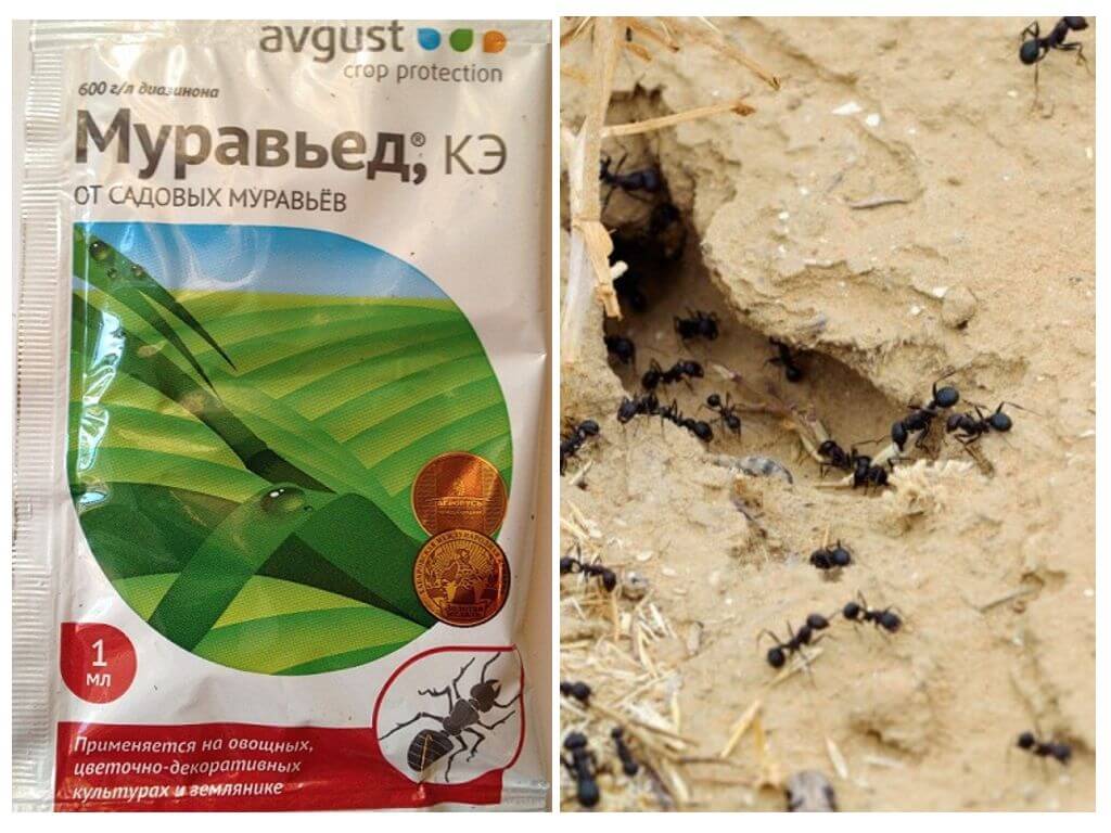 Remedie voor mieren Miereneter instructies en beoordelingen
