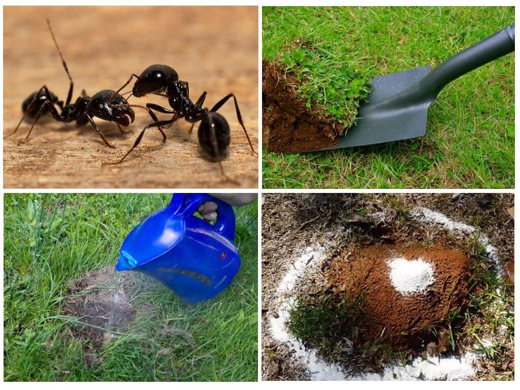 Wie man Ameisen im Garten mit Volksheilmitteln loswird